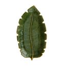 Prato Cerâmica Bananeira Leaf G