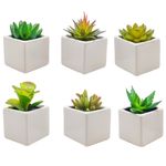 Planta